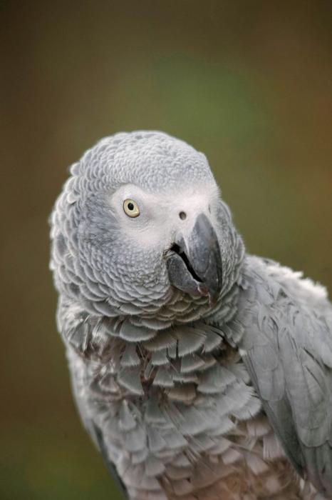 Rehome! Friendly African Grey Parrot - Atwater Village, Los Angeles, California
