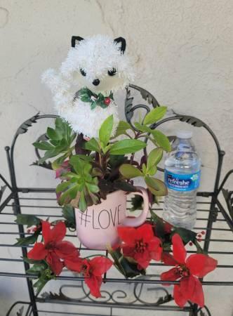 RAE DUNN #LOVE Mug With Organic Well Rooted Succulents - Rosemead, Los Angeles, California